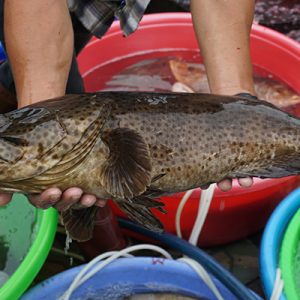Cá Song Quảng Ninh