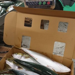 Cá cam size to nguyên con