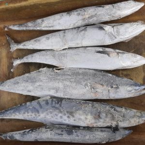 Cá thu rồng nguyên con