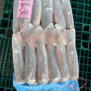 Mực ống Illex nguyên con Đài Loan