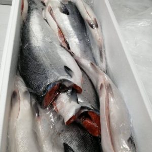 Cá hồi Đài Loan nguyên con