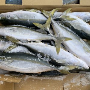 Cá cam size nhỏ nguyên con