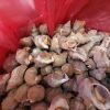 Ốc bulot đông lạnh nguyên con