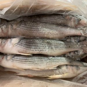 Cá đối Trung Quốc mổ bụng