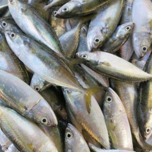 Cá bạc má nguyên con