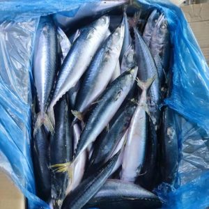 Cá nục Trung Quốc nguyên con