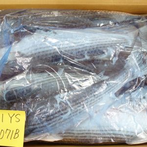 Cá đối Nhật Bản mổ bụng