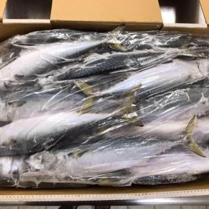 Cá saba Nhật Bản nguyên con