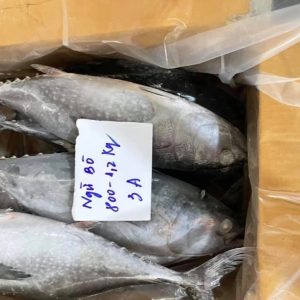 Cá ngừ bò nguyên con
