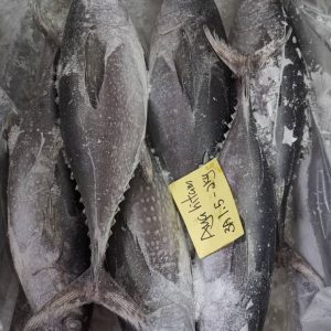 Cá ngừ bò nguyên con